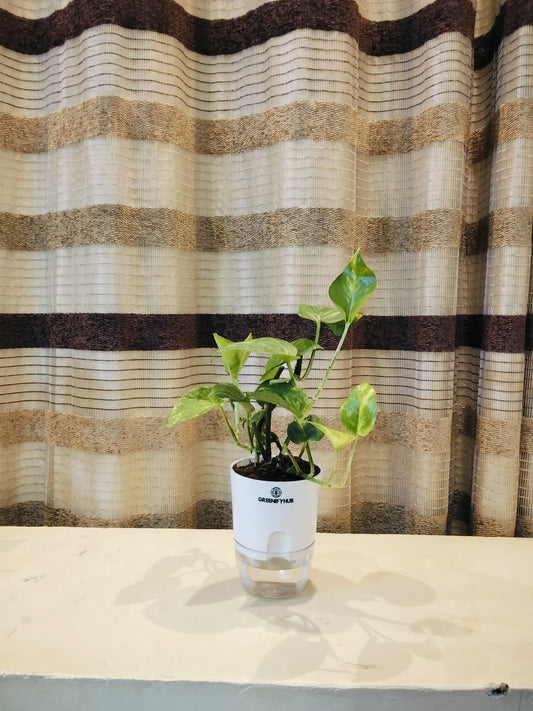 Money Plant with Self Watering Pot
