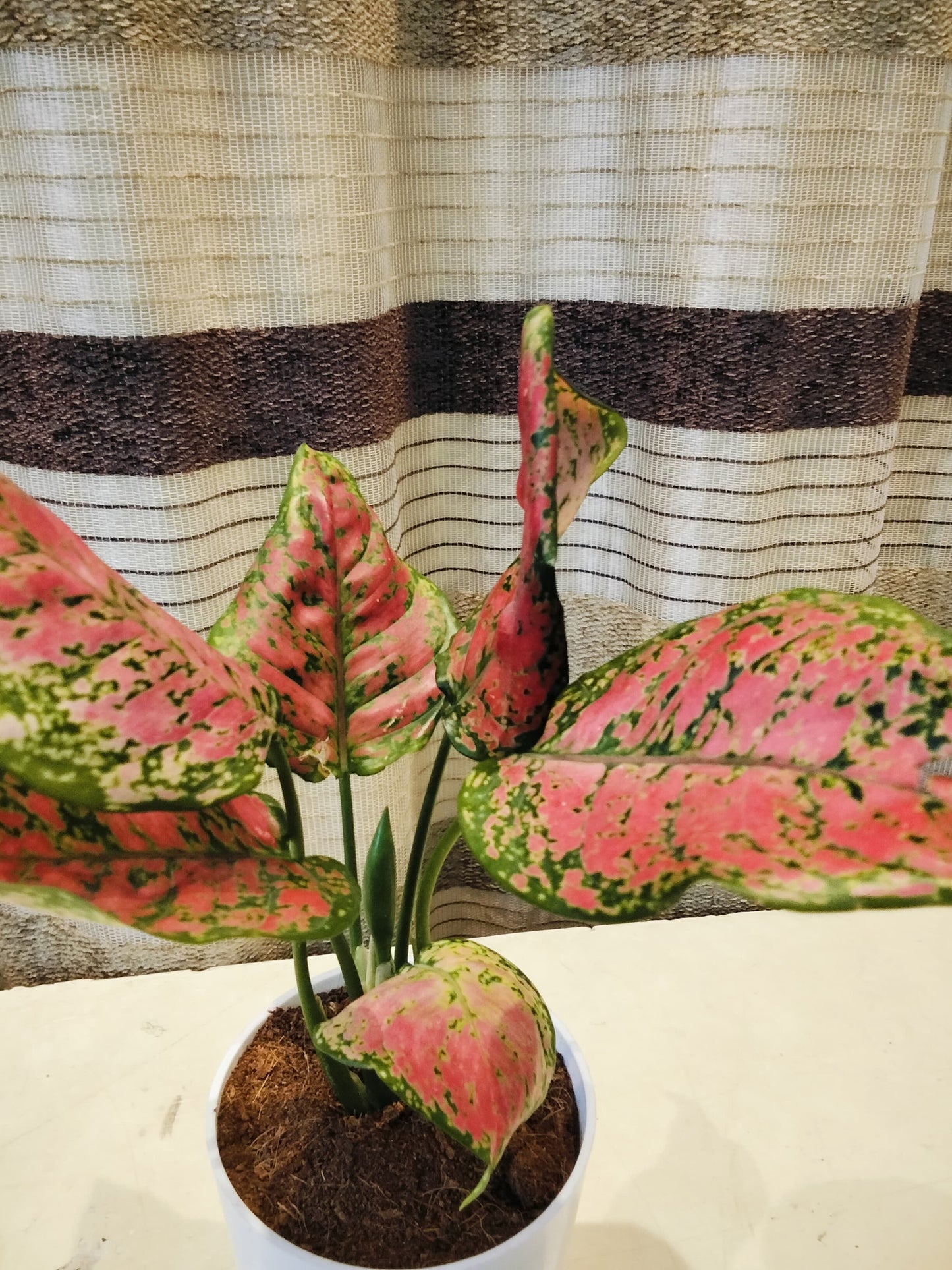 Aglaonema Pink Lipstick with Self Watering Pot