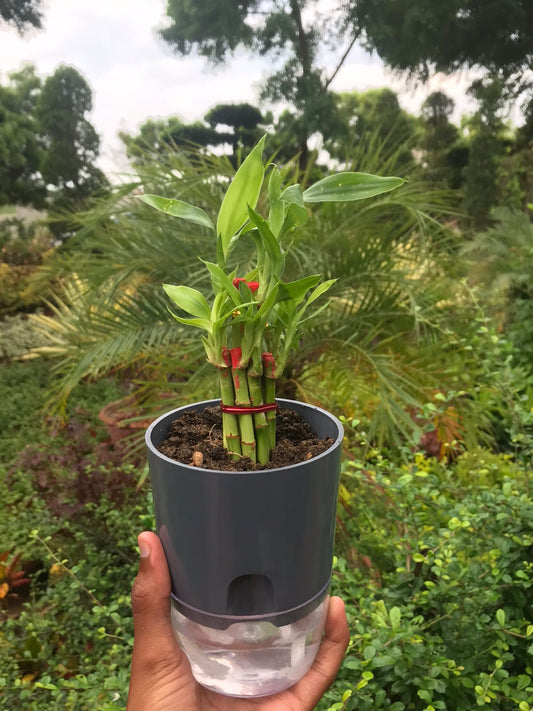 Bamboo 2 Layer Live Indoor Plant with Self Watering Pot
