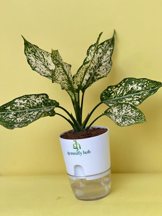 Aglaonema Chinese Evergreen with Self Watering Pot