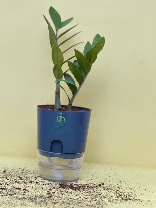Zamioculcas Zamiifolia (ZZ Plant) with Self Watering Pot