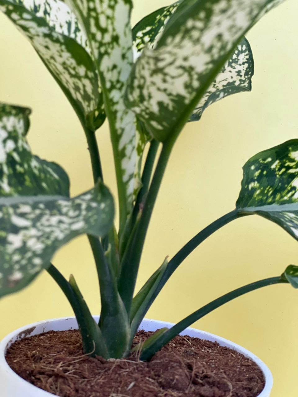 Aglaonema Chinese Evergreen with Self Watering Pot