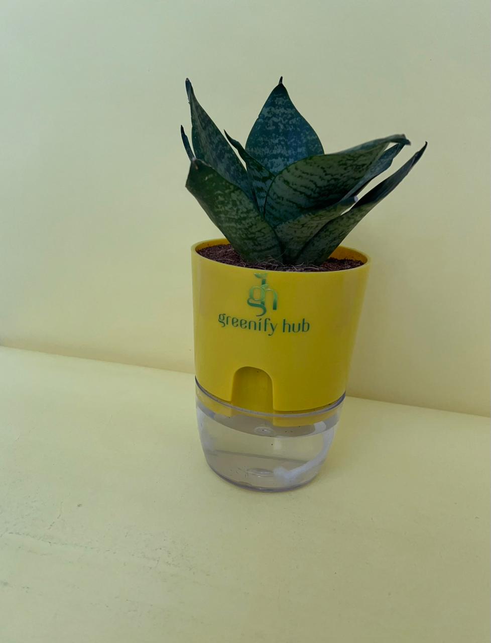 Sansevieria Green Snake Plant with Self Watering Pot