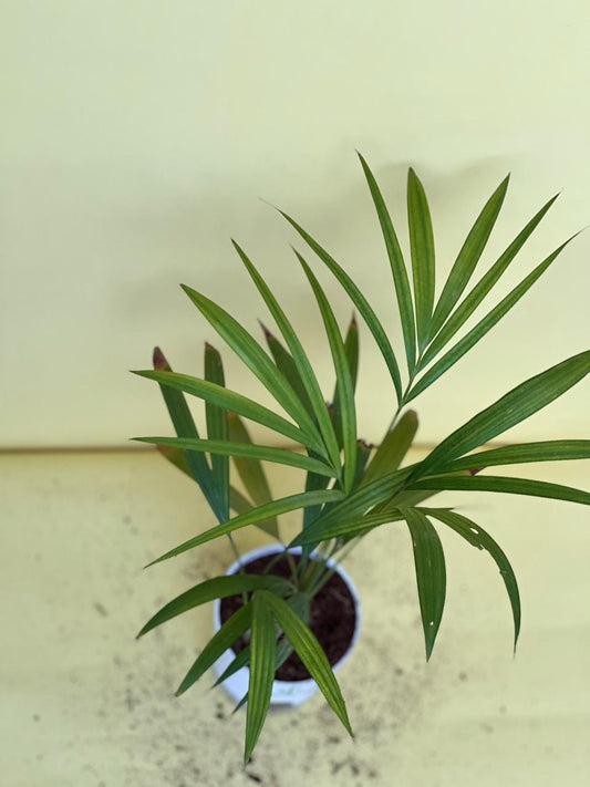 Areca Palm with Self Watering Pot