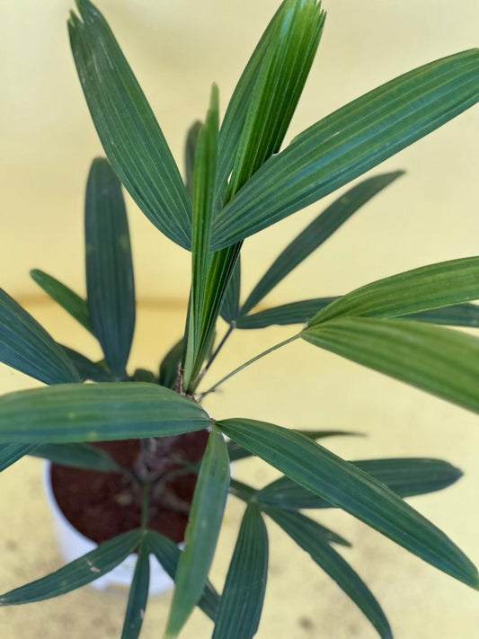Lady Palm with Self Watering Pot