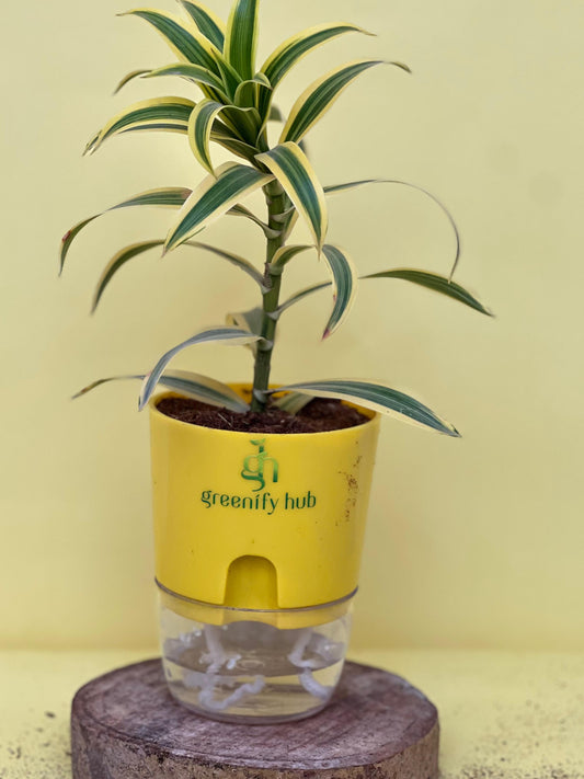 Dracaena Reflexa (Song of India) with Self Watering Pot