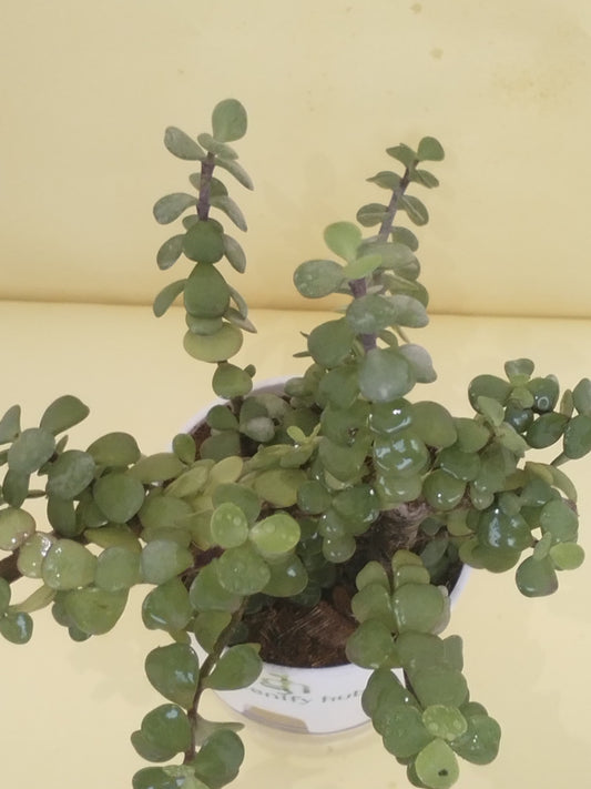 Jade Plant With Self Watering Pot: Lucky Plant