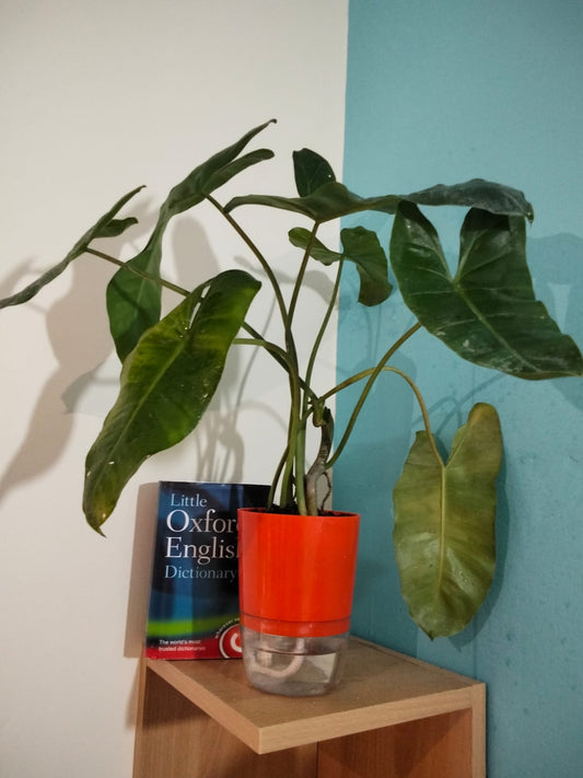 Philodendron Burle Marx with Self Watering Pot