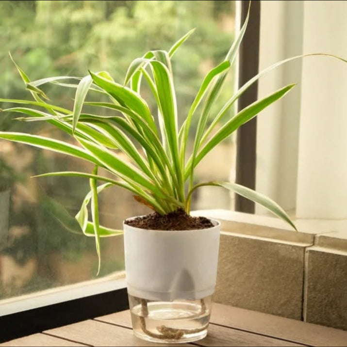 INDOOR FOLIAGE PLANTS