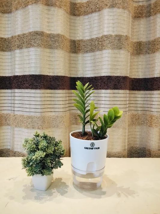 Zamioculcas Zamiifolia (ZZ Plant) with Self Watering Pot