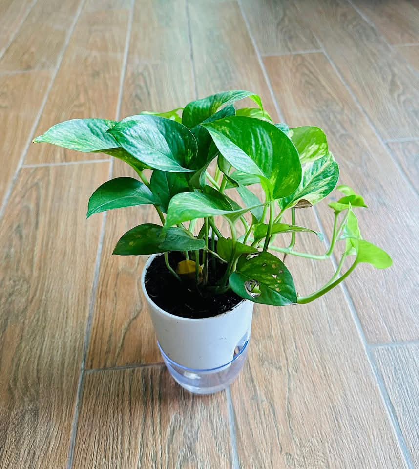 Money Plant with Self Watering Pot