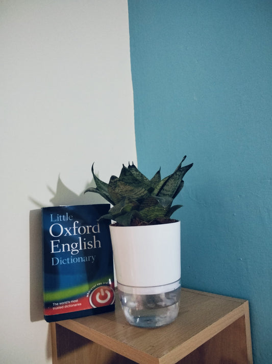 Sansevieria Green Snake Plant with Self Watering Pot