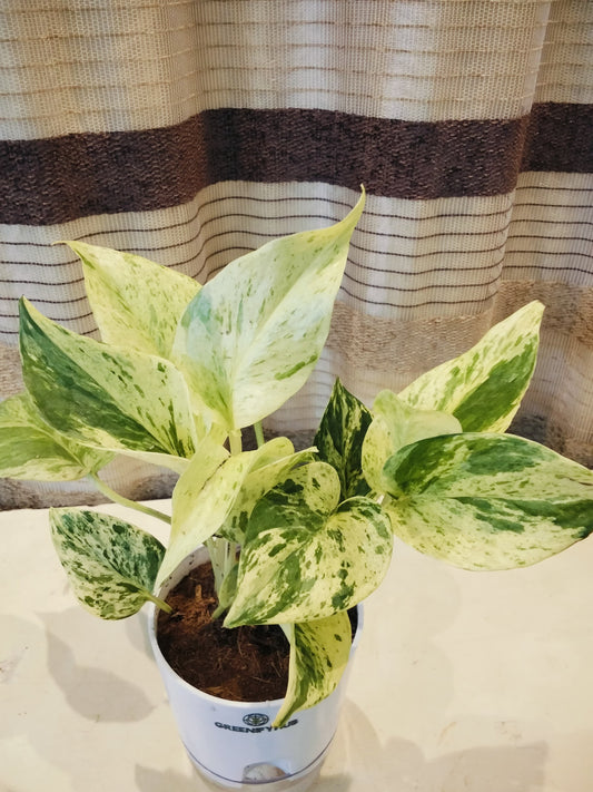 Money Plant Marble Queen with Self Watering Pot