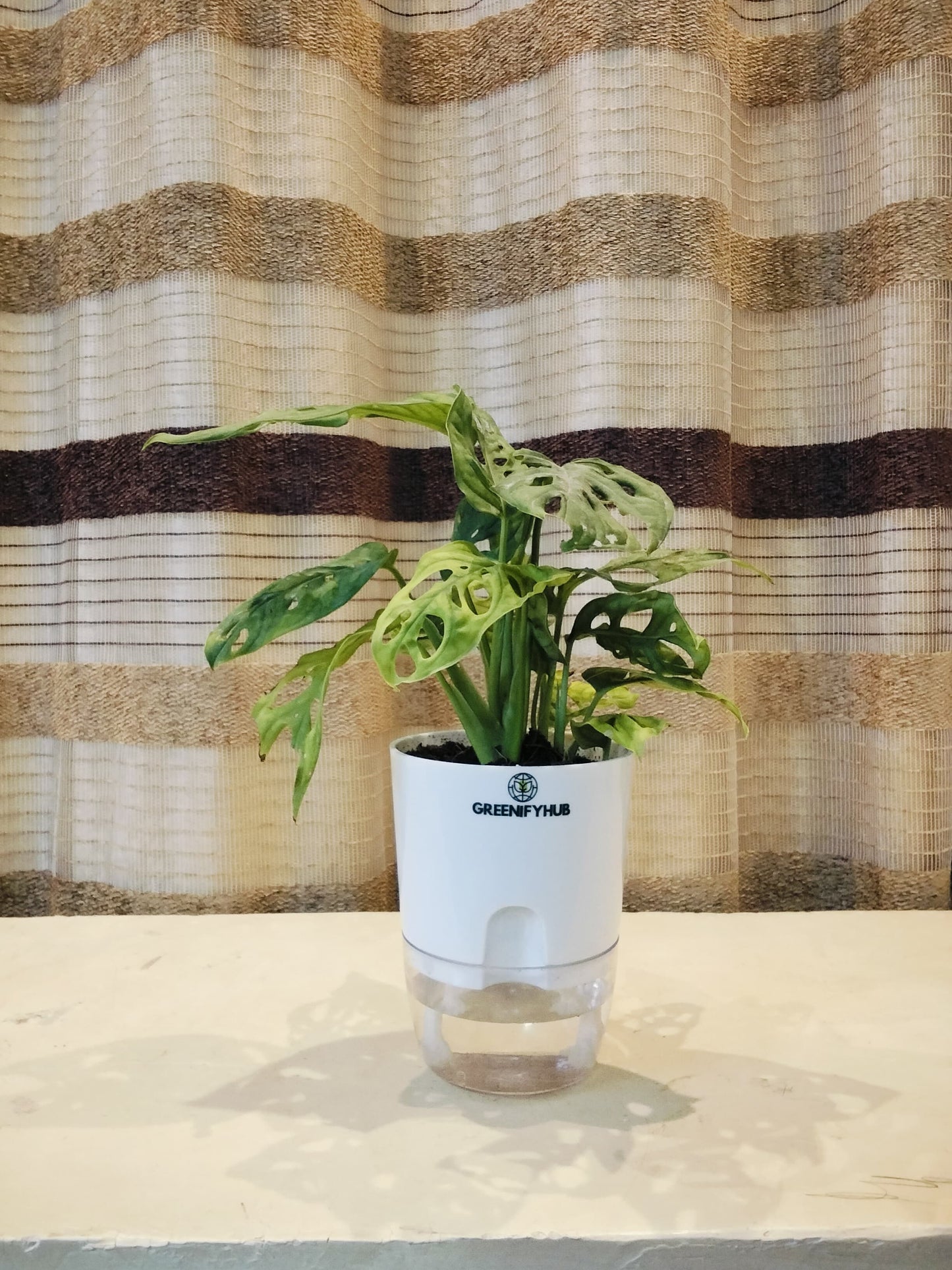 Broken Heart Money Plant with Self Watering Pot