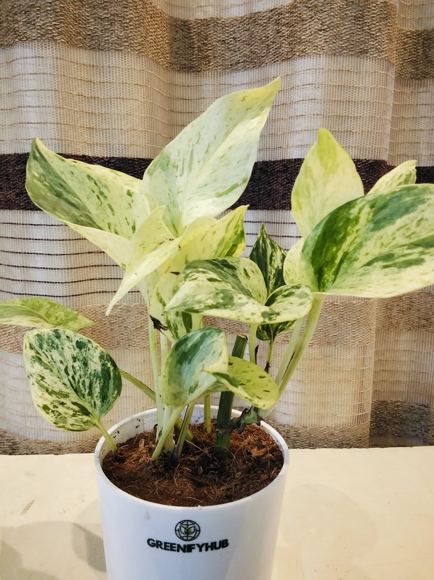 Money Plant Marble Queen with Self Watering Pot