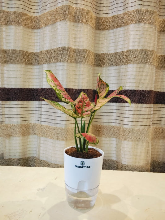 Aglaonema Pink Lipstick with Self Watering Pot