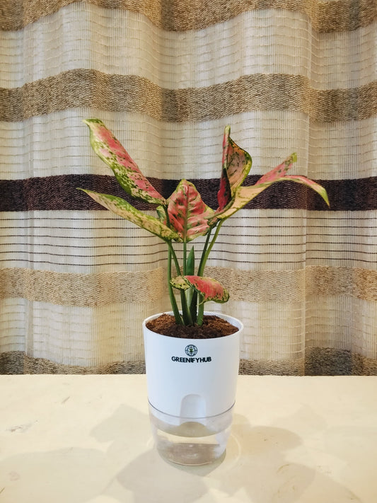 Aglaonema Pink Lipstick with Self Watering Pot