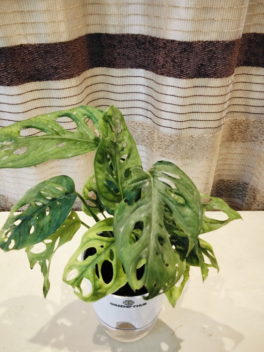 Broken Heart Money Plant with Self Watering Pot