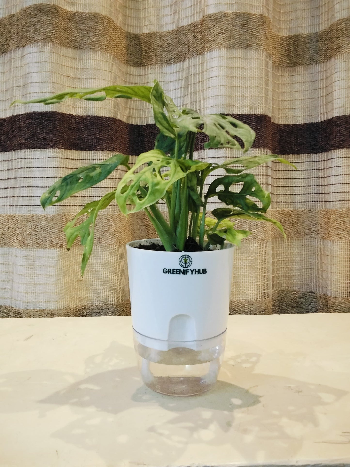 Broken Heart Money Plant with Self Watering Pot