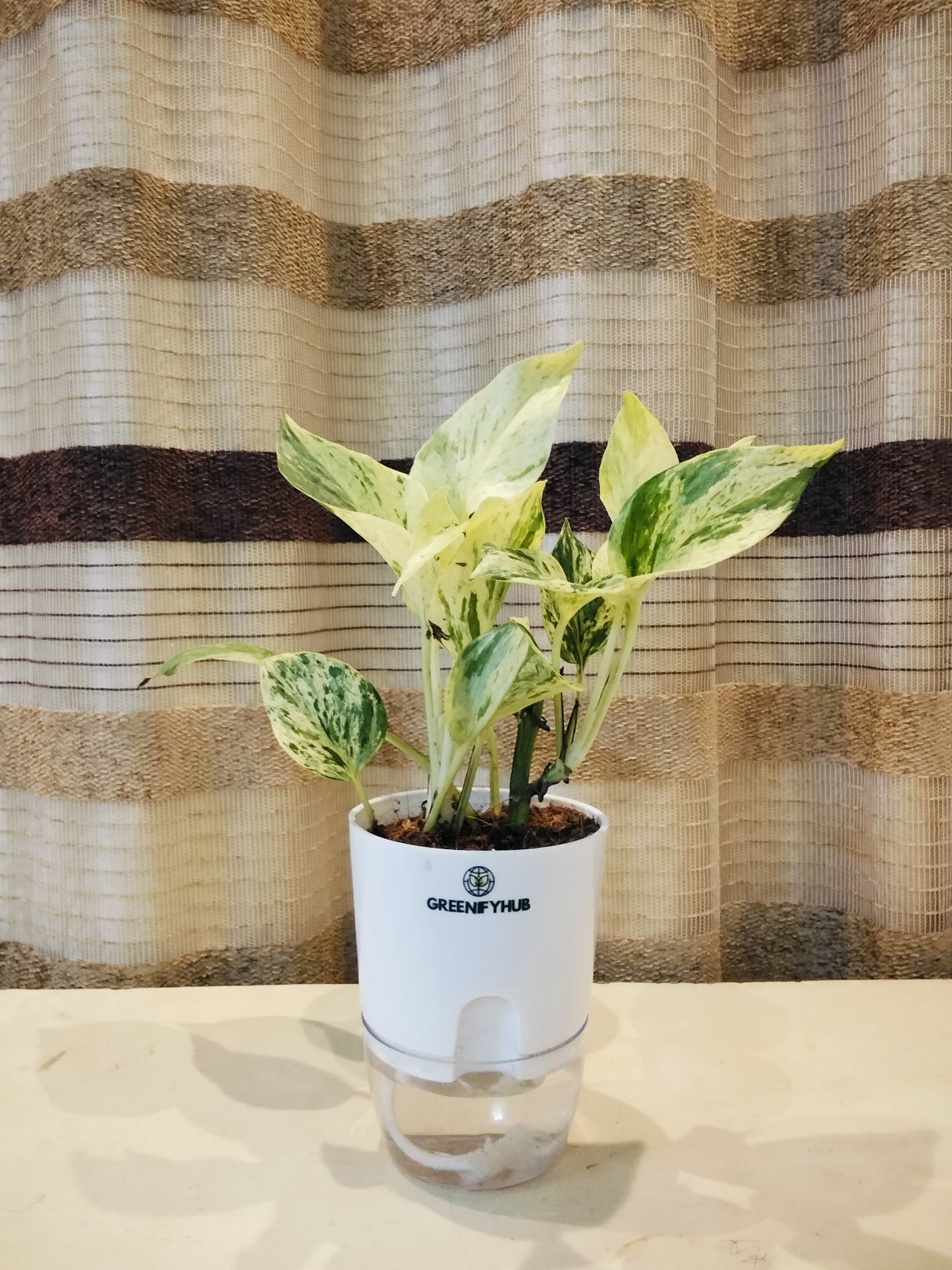 Money Plant Marble Queen with Self Watering Pot