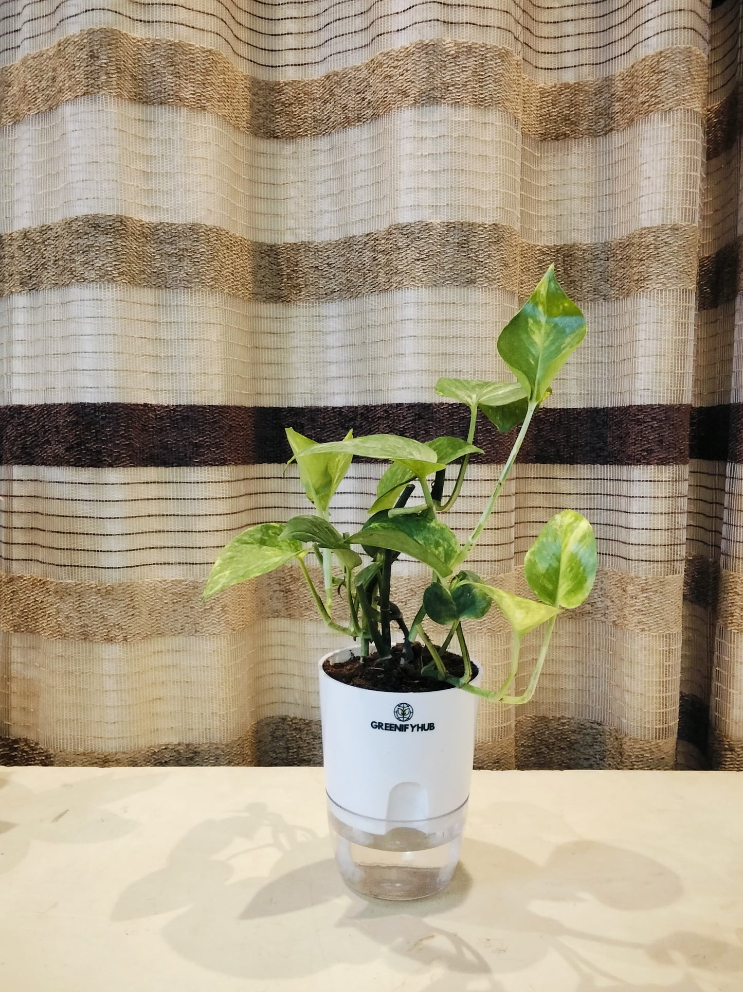 Money Plant with Self Watering Pot