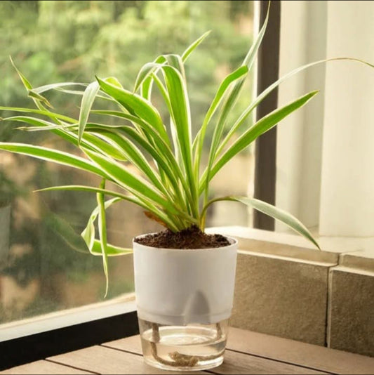 Spider Plant with Self Watering Pot