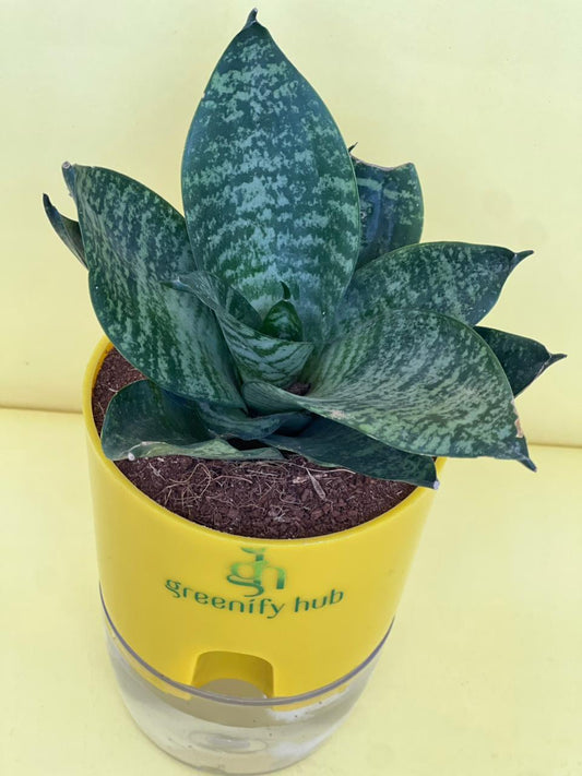 Sansevieria Green Snake Plant with Self Watering Pot