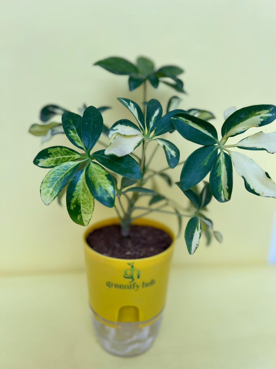 Schefflera (Umbrella Plant) with Self Watering Pot