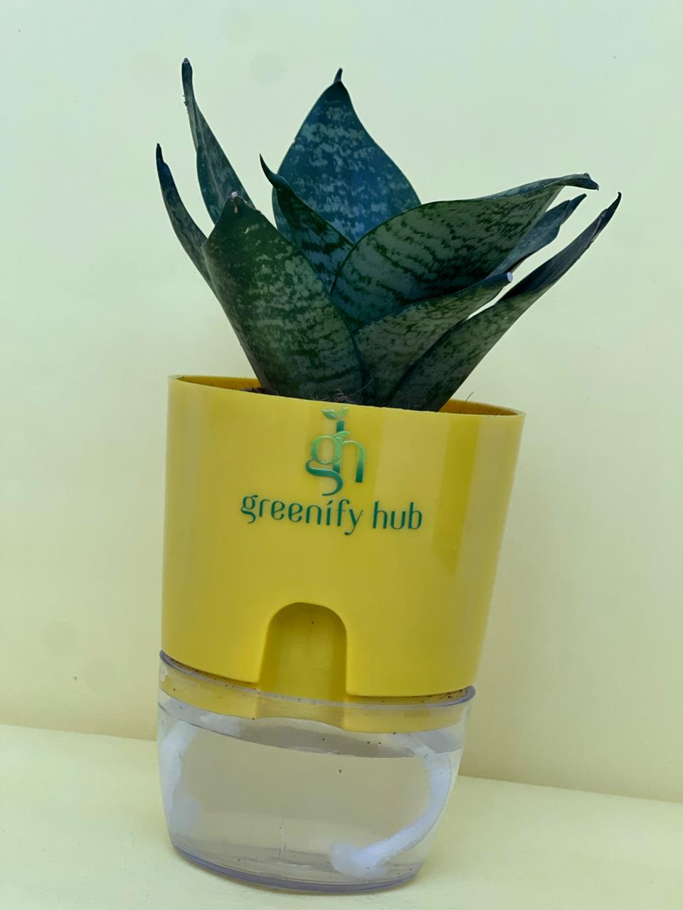 Sansevieria Green Snake Plant with Self Watering Pot