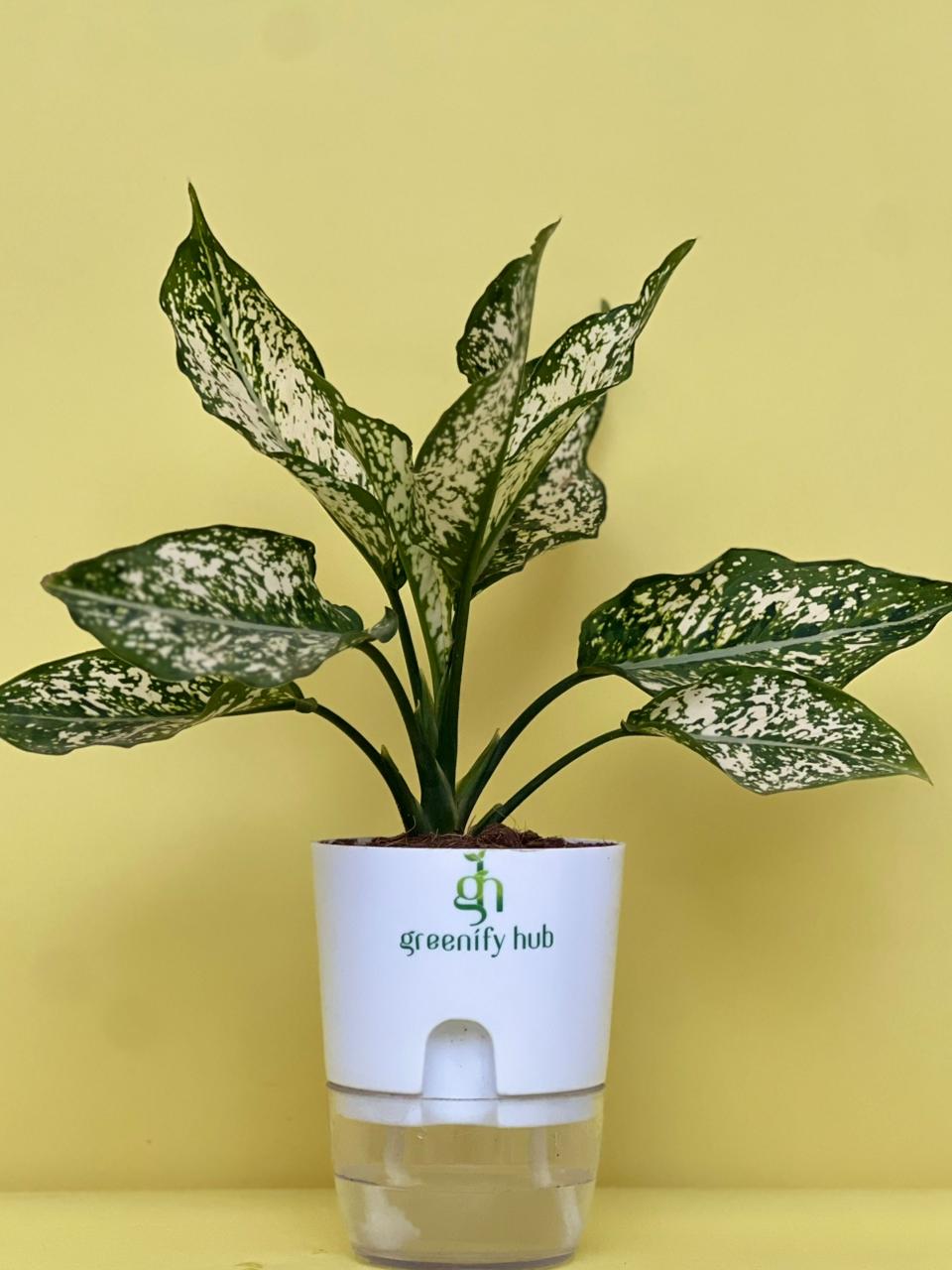 Aglaonema Chinese Evergreen with Self Watering Pot