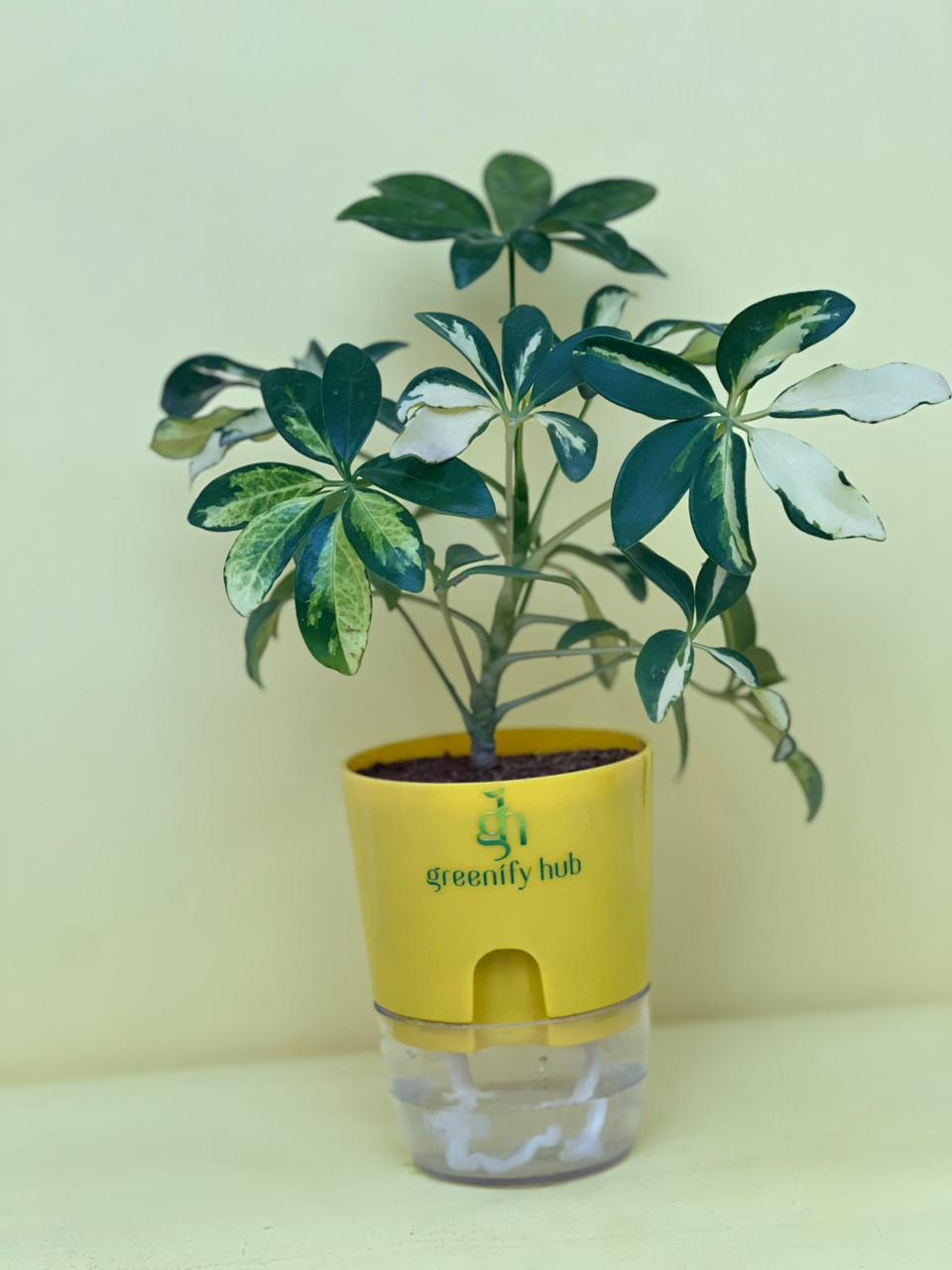 Schefflera (Umbrella Plant) with Self Watering Pot