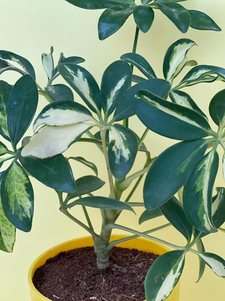 Schefflera (Umbrella Plant) with Self Watering Pot