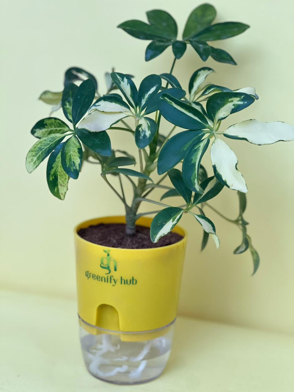 Schefflera (Umbrella Plant) with Self Watering Pot