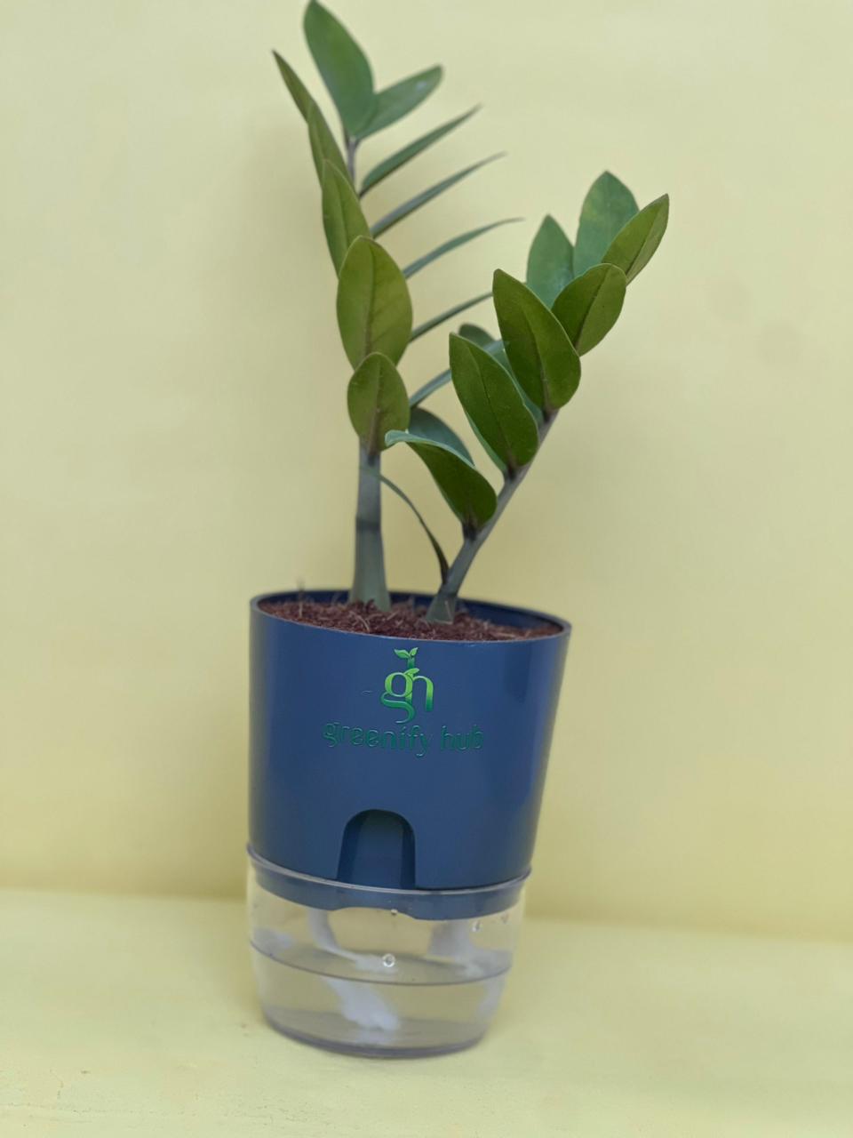 Zamioculcas Zamiifolia (ZZ Plant) with Self Watering Pot