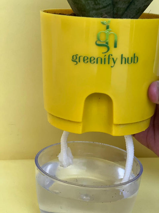 Marginata Plant with Self Watering Pot