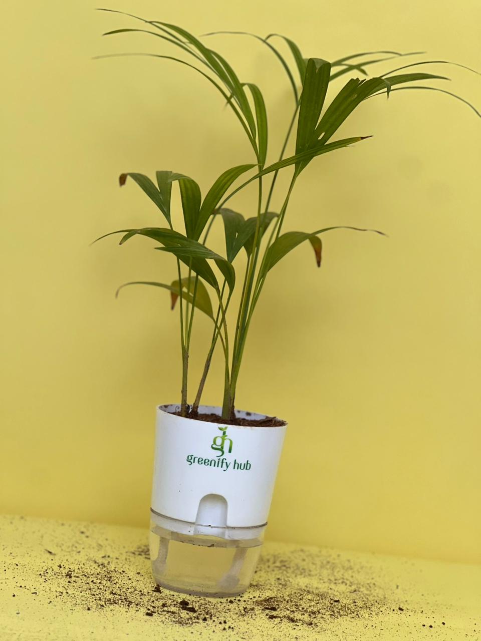 Areca Palm with Self Watering Pot