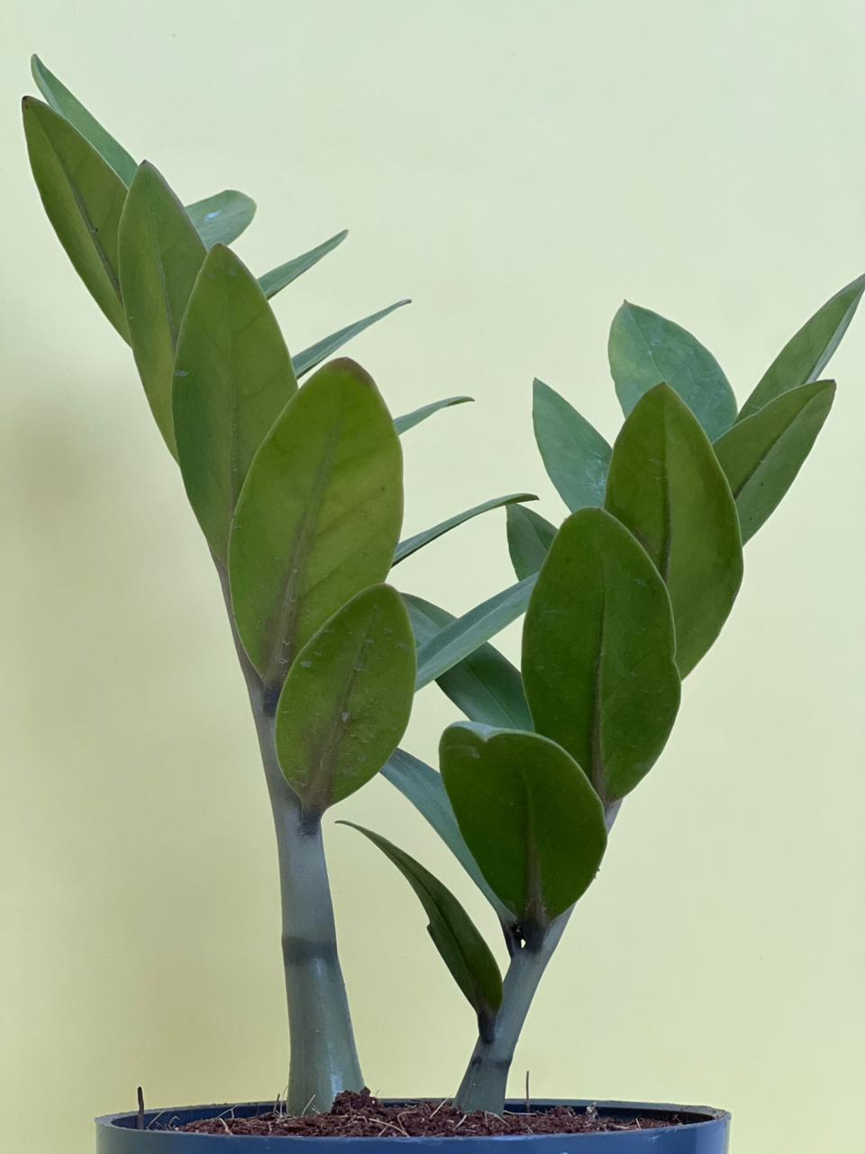 Zamioculcas Zamiifolia (ZZ Plant) with Self Watering Pot