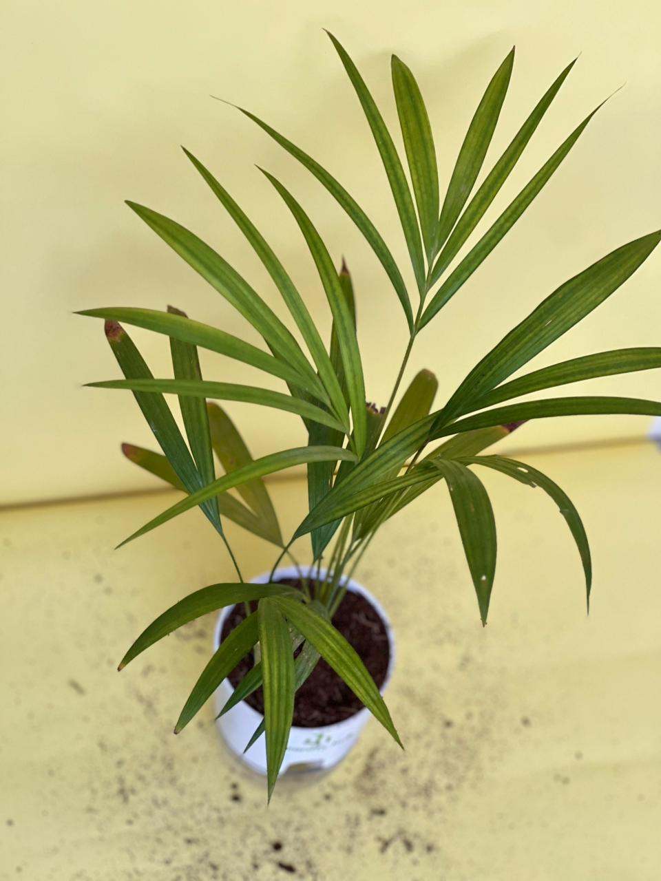 Areca Palm with Self Watering Pot