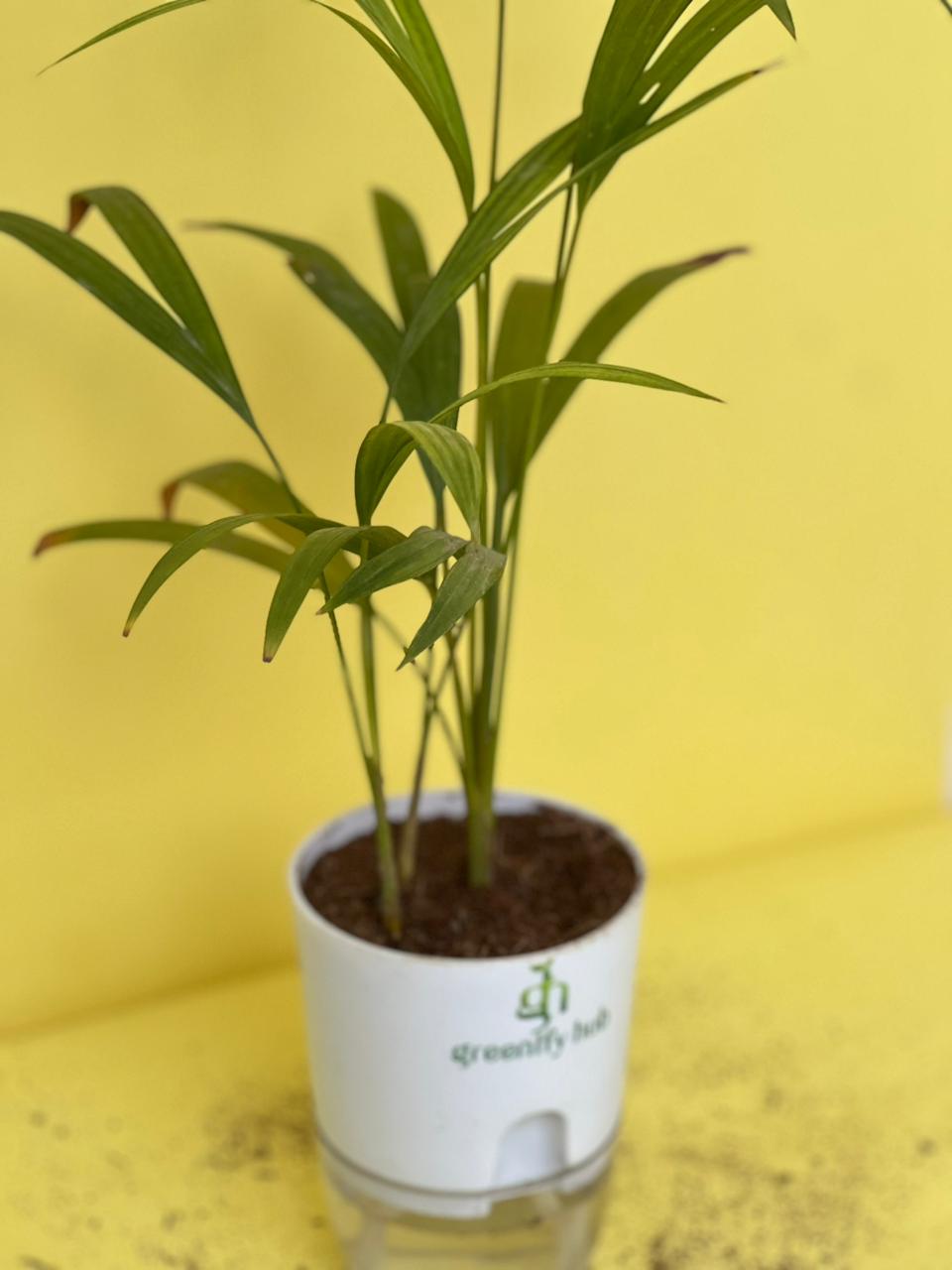 Areca Palm with Self Watering Pot
