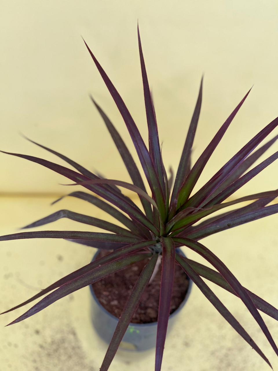 Marginata Plant with Self Watering Pot