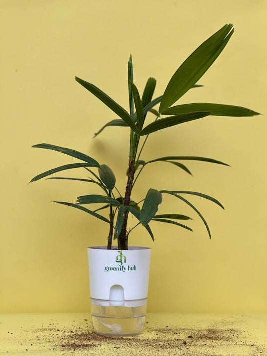 Lady Palm with Self Watering Pot