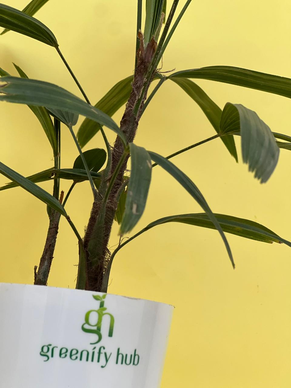Lady Palm with Self Watering Pot