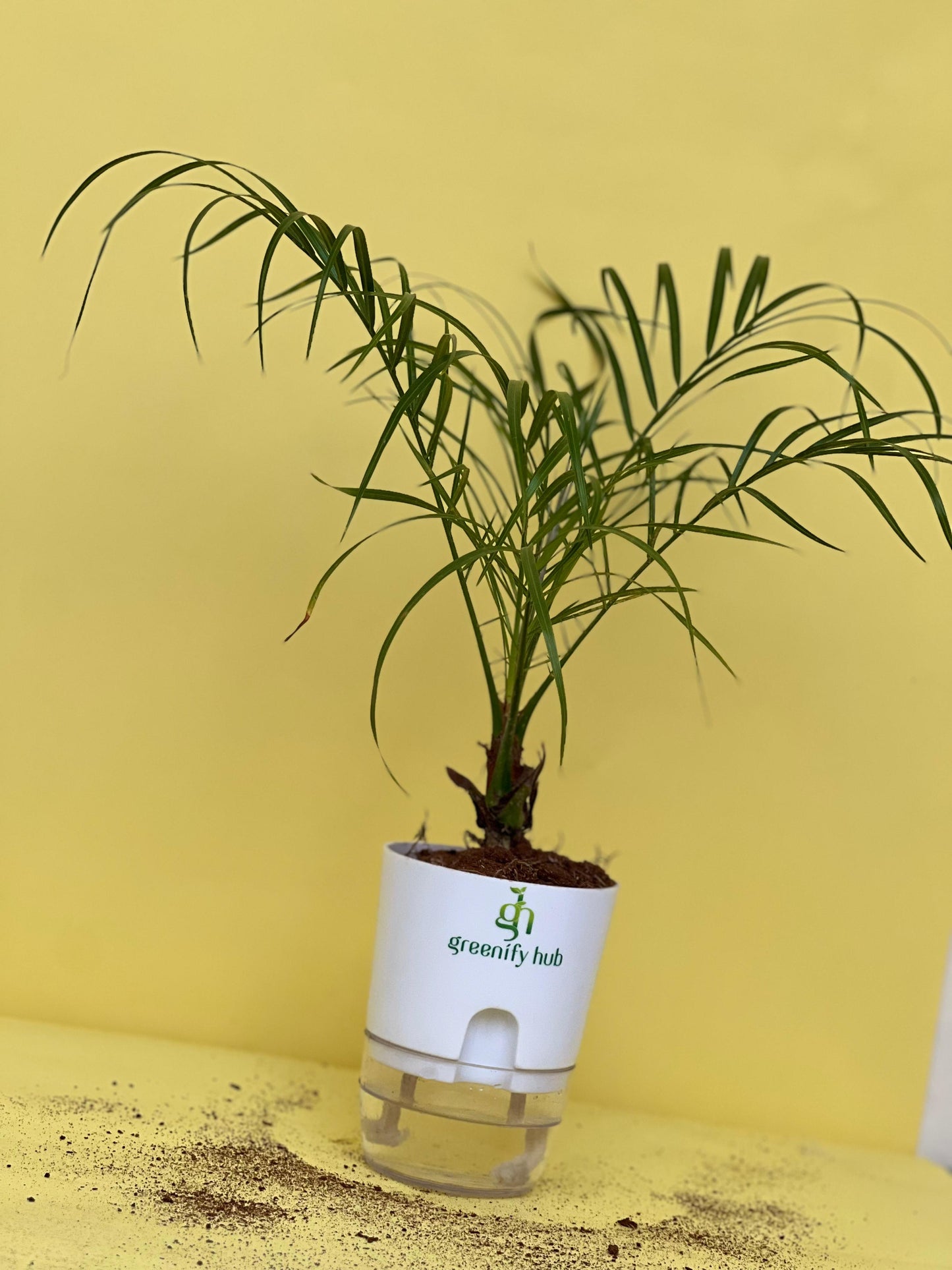 Phoenix Palm (Pygmy Date Palm)