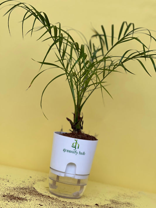 Phoenix Palm (Pygmy Date Palm)