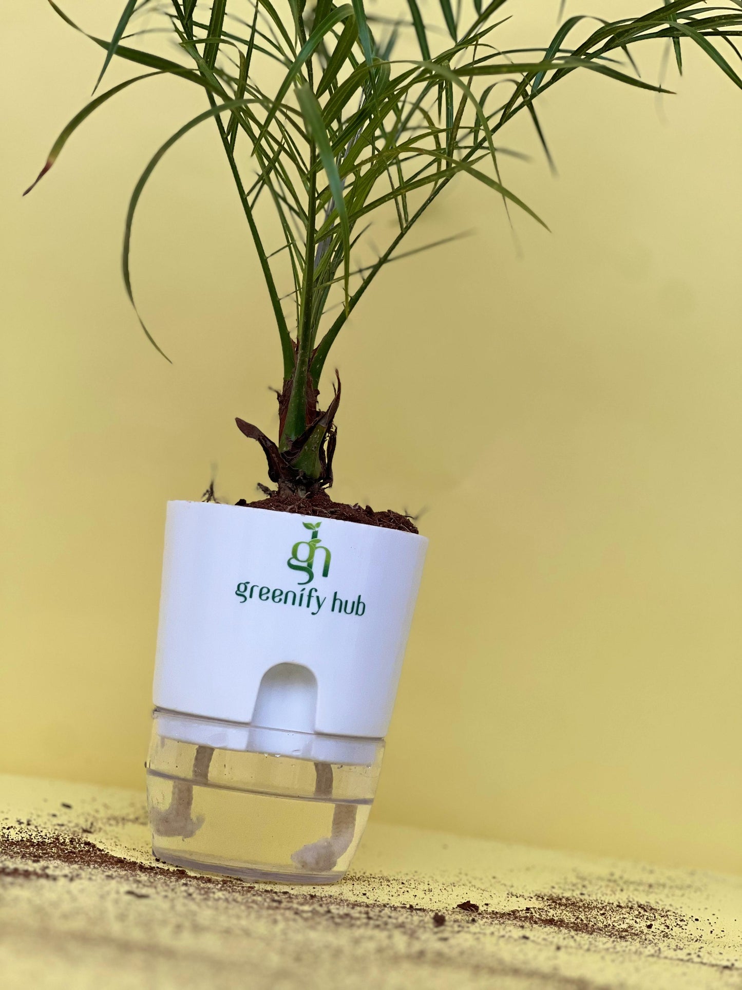 Phoenix Palm (Pygmy Date Palm)