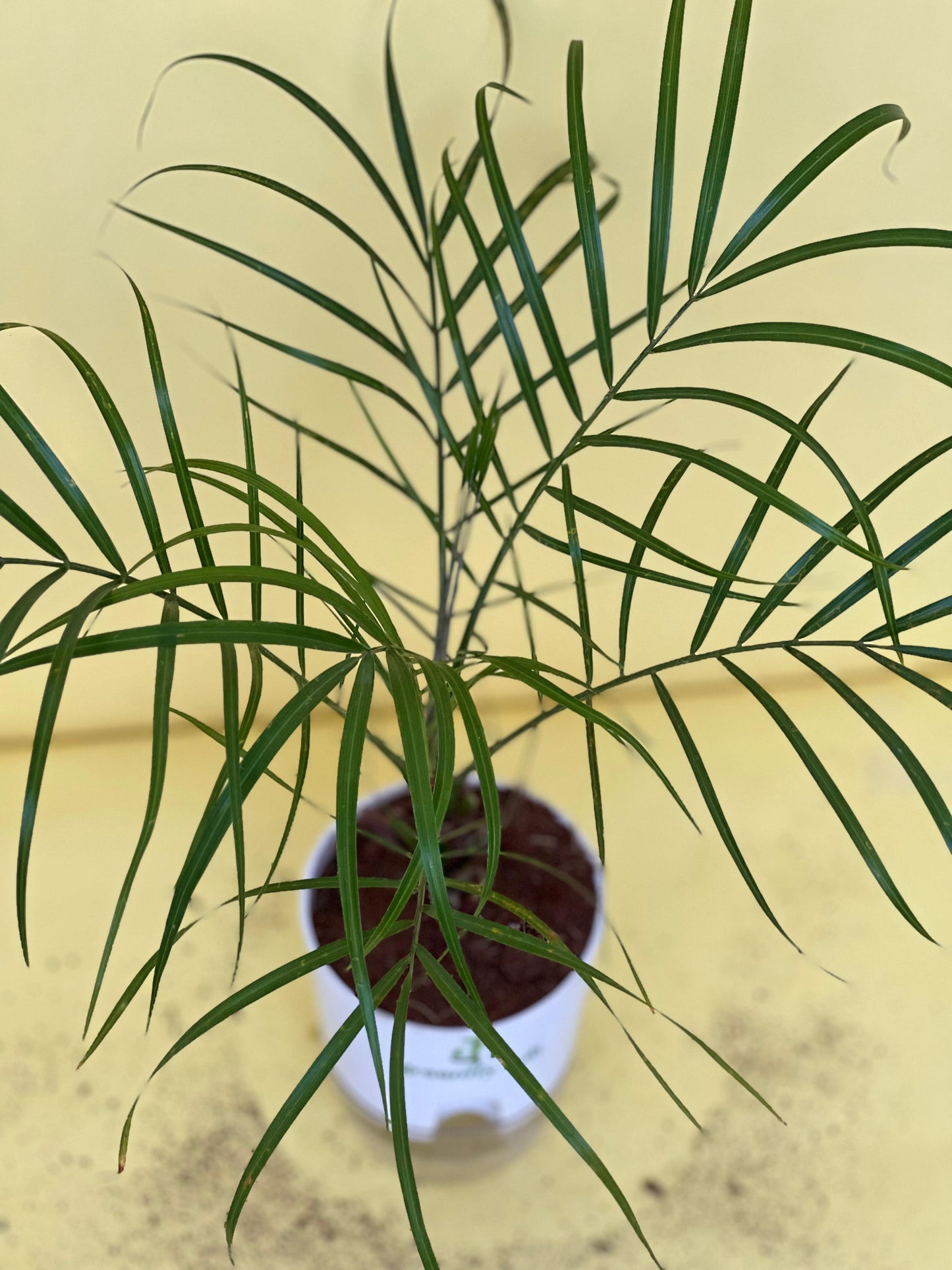 Phoenix Palm (Pygmy Date Palm)