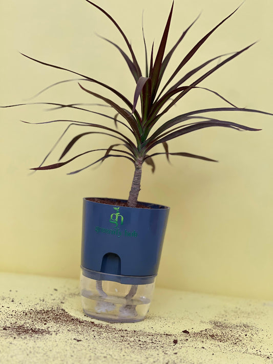 Marginata Plant with Self Watering Pot