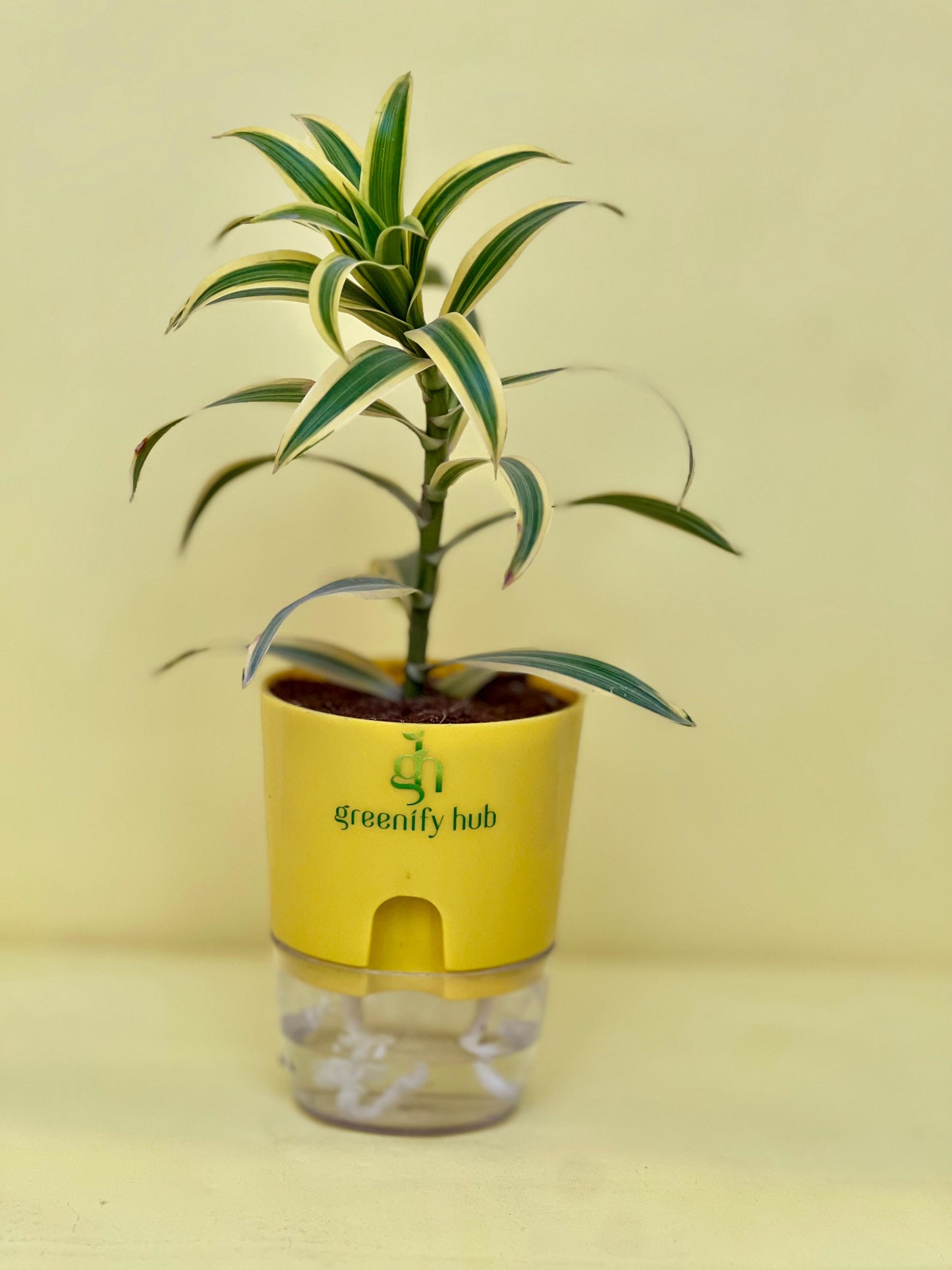 Dracaena Reflexa (Song of India) with Self Watering Pot