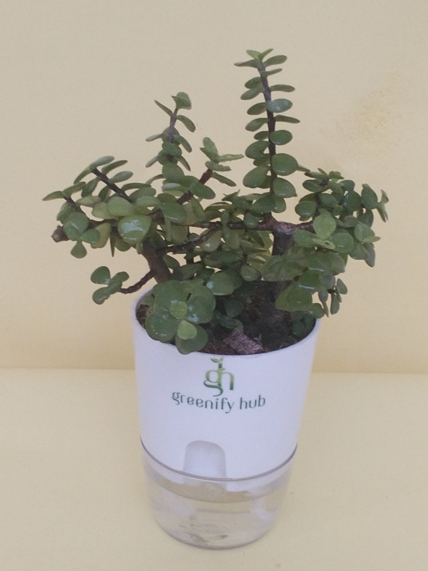 Jade Plant With Self Watering Pot: Lucky Plant