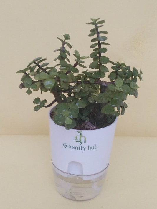 Jade Plant With Self Watering Pot: Lucky Plant